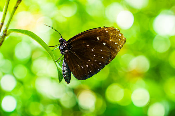 Brown butterfly on the green leaf. Green blurred tropical plants on the background.
