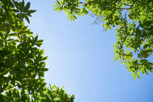 istock Green leaves freshness at summer 1210046567