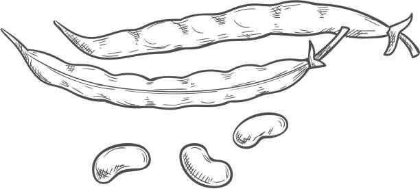 ilustrações de stock, clip art, desenhos animados e ícones de pod of kidney beans, seeds isolated legumes sketch - green bean bean pod nobody