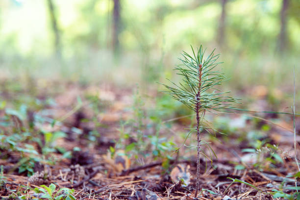 istock Young green sprout of pine on blurred background. 1210047659