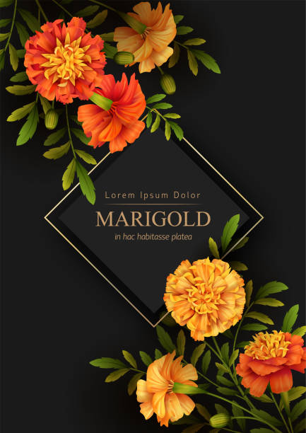 Floral Holiday Background Black background with yellow marigold and golden frame. Floral poster template fall flower bouquet stock illustrations
