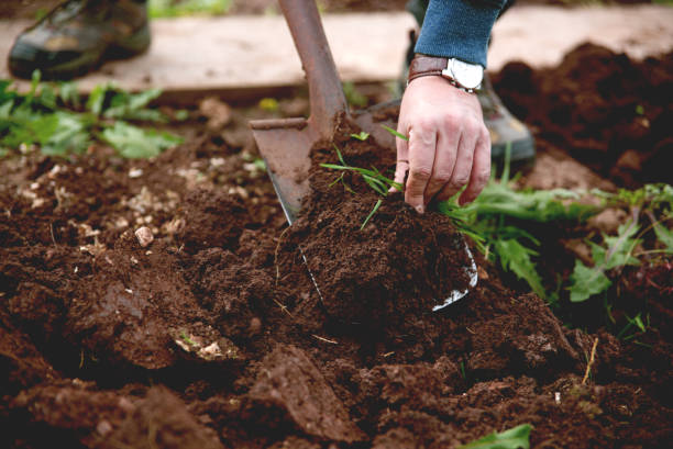 istock Man digging up vegetables on a garden, his legs and a spade in focus 1210048816