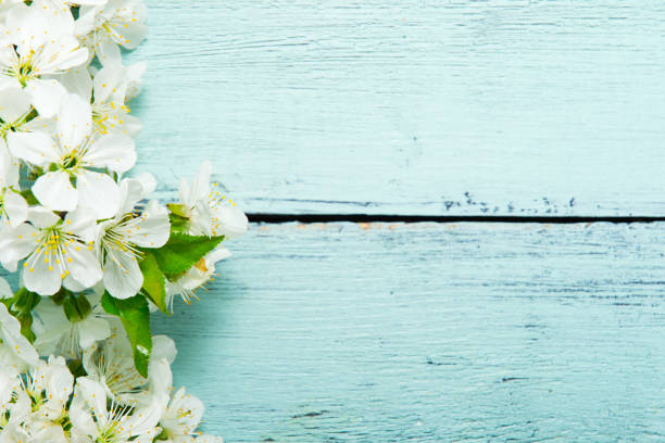 istock Cherry blossom frame on blue wooden table, top view 1210049529
