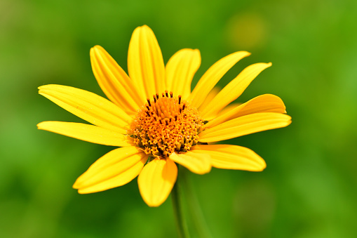 Heliopsis helianthoides, commonly called oxeye, oxeye daisy or false sunflower, is an upright, clump-forming, sunflower-like, short-lived perennial. It features daisy-like flowers with yellow-orange rays surrounding yellow center cones. Flowers bloom throughout summer atop stiff stems.