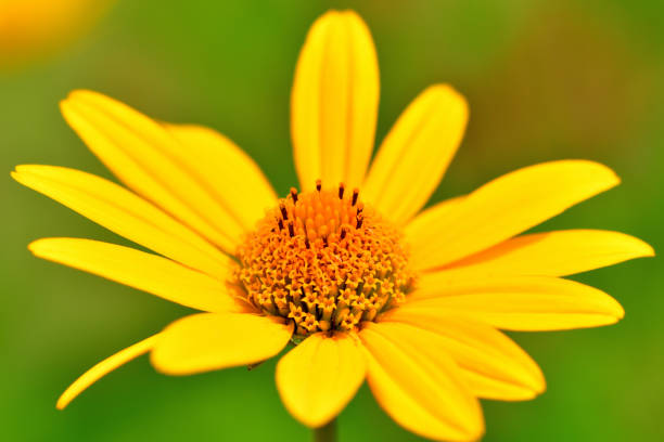 istock Heliopsis helianthoides / Oxeye Daisy Flower 1210049768