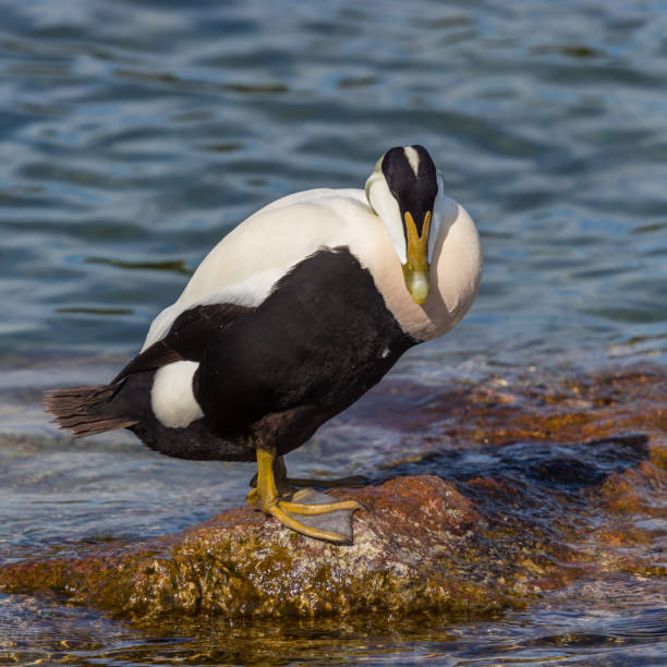 istock male eider duck (somateria mollissima) standing on rock in water 1210049848