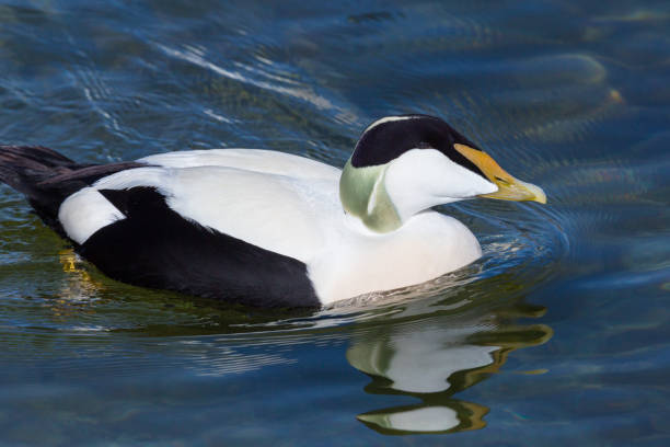 istock side view portrait swimming male eider duck (somateria mollissima) 1210049906