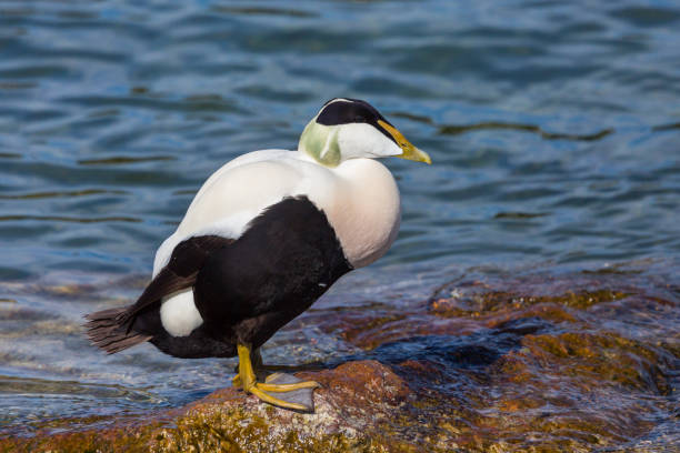 istock male eider duck (somateria mollissima) standing on stone in water 1210050426