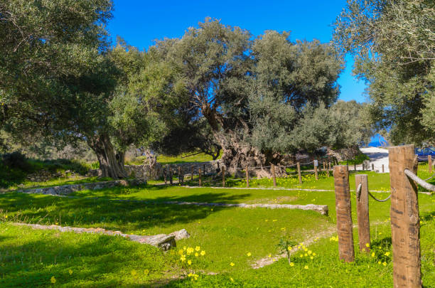 Monumental olive tree in Kavusi with an age of over 3500 years old. Monumental olive tree in Kavusi.It is a natural monument which is considered to be the oldest olive tree in the world with an age of over 3500 years old. gnarly wood texture stock pictures, royalty-free photos & images