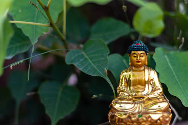 fermeture de l’angle élevé vers le haut du projectile d’une petite statue de bouddha d’or contre des feuilles vertes de pipal - peepal photos et images de collection