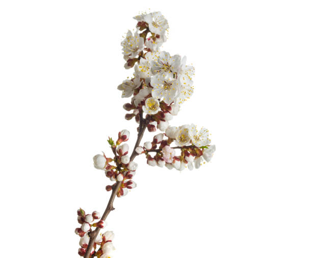 istock Beautiful blossom flowers with branch isolated on white background. 1210051433