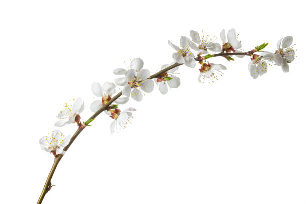istock Beautiful blossom flowers with branch isolated on white background. 1210051456