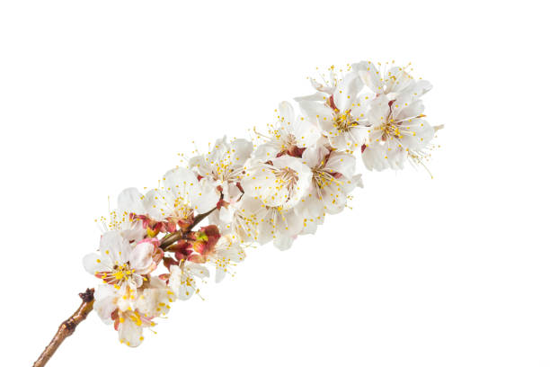 istock Beautiful blossom flowers with branch isolated on white background. 1210051519