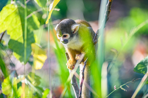 Black-capped squirrel monkey (Saimiri boliviensis peruviensis) South American squirrel monkey sitting high up in a tree. These squirrel monkeys are found in the rainforests of Peru.