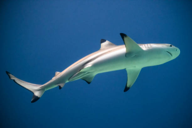 Blacktip reef shark (Carcharhinus melanopterus) swimming around in dark water