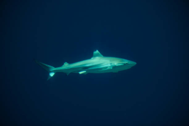 istock Blacktip reef shark (Carcharhinus melanopterus) swimming around in dark water 1210053122