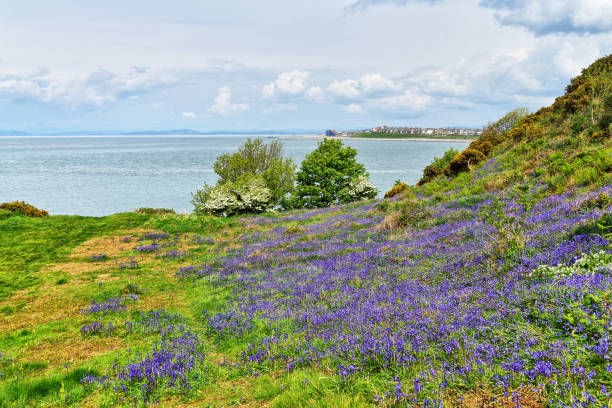 istock Bluebells on Heysham Head, Lancashire, Northern England 1210053367