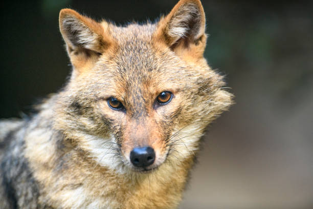 istock Golden jackal (Canis aureus) close up portrait 1210053539