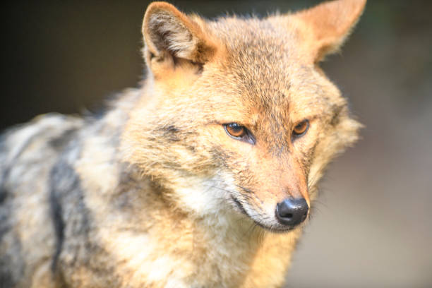 istock Golden jackal (Canis aureus) close up portrait 1210053561