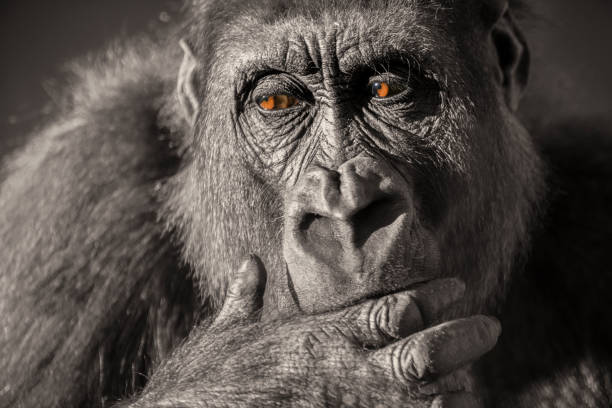 gorilla female (gorilla gorilla gorilla) close up portrait. - gorilla zoo animal silverback gorilla imagens e fotografias de stock