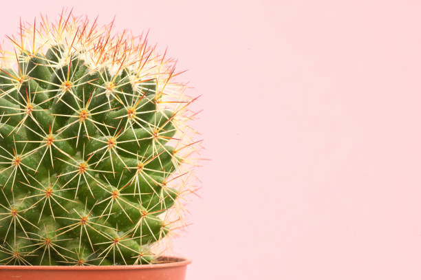 istock Single cactus plants on pink paper background 1210054274