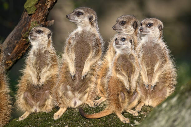 Meerkat (Suricata suricatta) or suricate group on the lookout for predators. Meerkats are small burrowing animals, living in underground networks but during the day, they stand up looking out for threats.