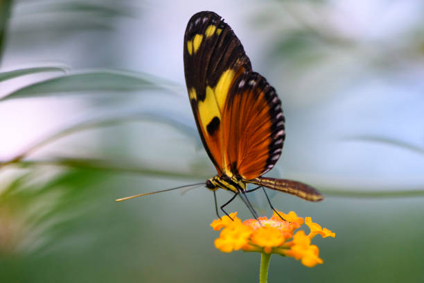Orange-spotted tiger clearwing or disturbed tigerwing butterfly native to the Mexican rainforest