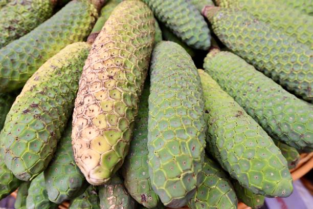 istock Swiss cheese plant displayed on fruits stall 1210054641