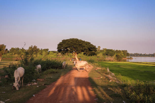 istock cow grazing on sunset rice field 1210054988