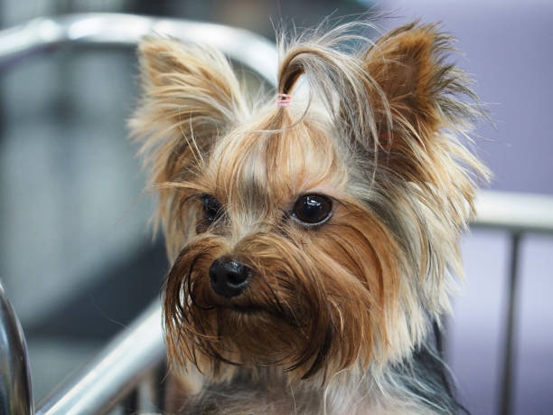 istock cute yorkshire terrier sitting in a basket 1210056514
