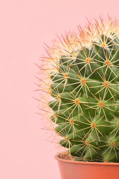 istock Single cactus plants on pink paper background 1210057123