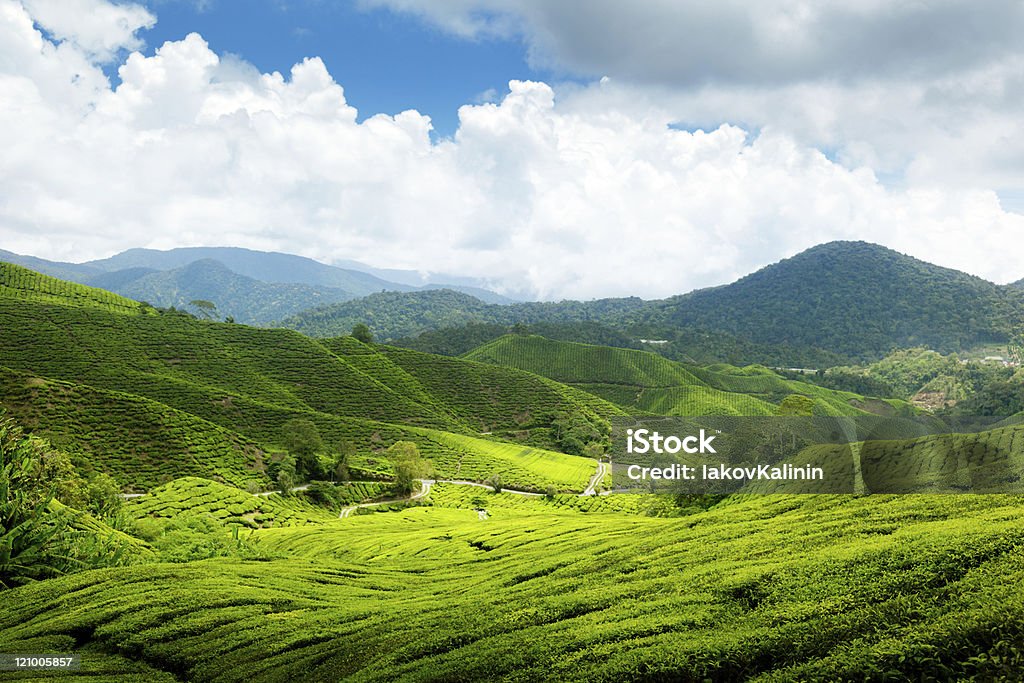 Plantação de chá terras altas de Cameron, Malásia - Royalty-free Agricultura Foto de stock