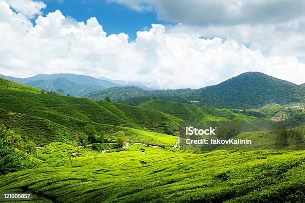 Plantação De Chá Terras Altas De Cameron Malásia - Fotografias de stock e mais imagens de Agricultura - Agricultura, Ao Ar Livre, Azul