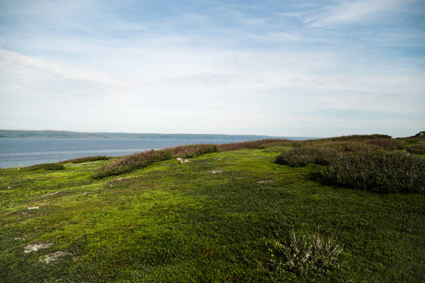 View from the green meadow to the Barents sea and a hills on the other side in the arctic tundra