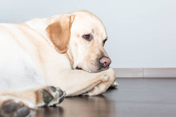 cão deitado e pensando - cardinal - fotografias e filmes do acervo