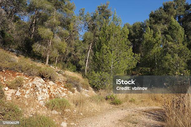 Mountain Forest In Israel Stock Photo - Download Image Now - Color Image, Dry, Forest