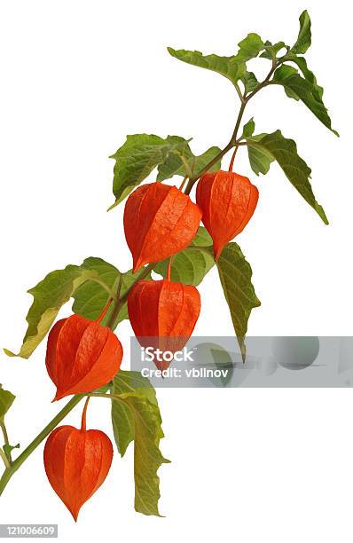 Physalis Isolated Stock Photo - Download Image Now - Autumn, Beauty In Nature, Branch - Plant Part