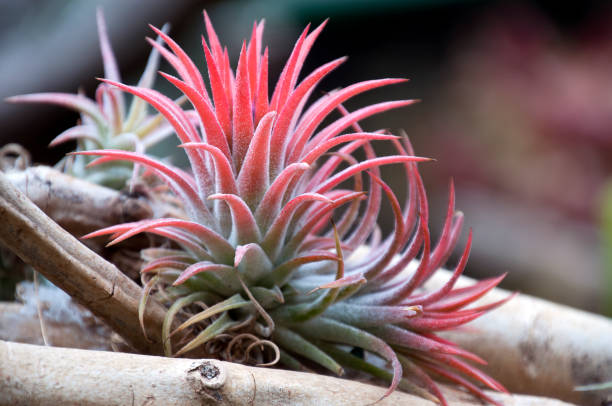 Ionantha Guatemala airplant on a piece of wood Springtime in the garden Sydney, Australia air plant stock pictures, royalty-free photos & images