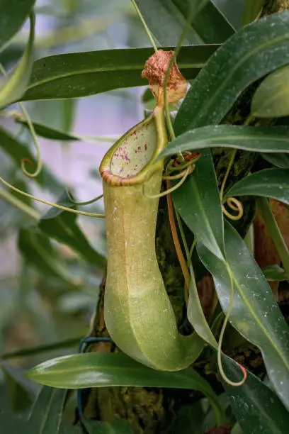 Close up of the Toba pitcher plant (Nepenthes tobaica) in a greenhouse