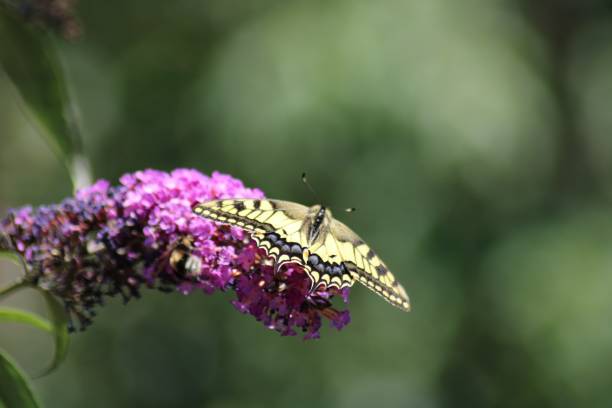 istock Swallowtail on Bougainvillae 4 1210069140