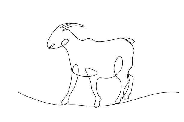 Goat Goat in continuous line art drawing style. Minimalist black linear sketch isolated on white background. Vector illustration goat pen stock illustrations