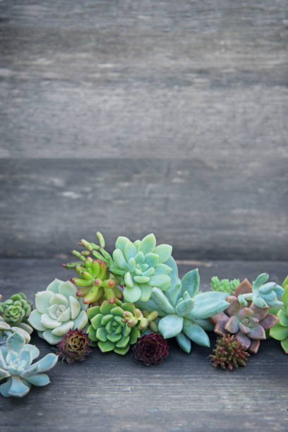 istock set of different succulents on a wooden background 1210071672