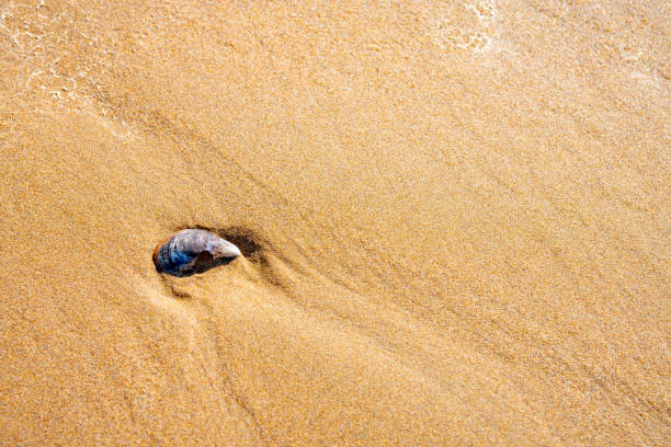 istock The beach at Taghazout, Morocco 1210073573