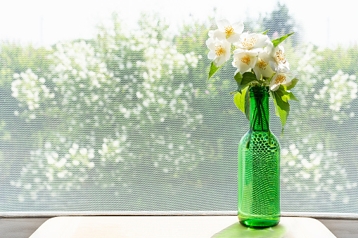 Plants. Bouquet of jasmine is on the table by the window in a green bottle on the background of jasmine bushes.
