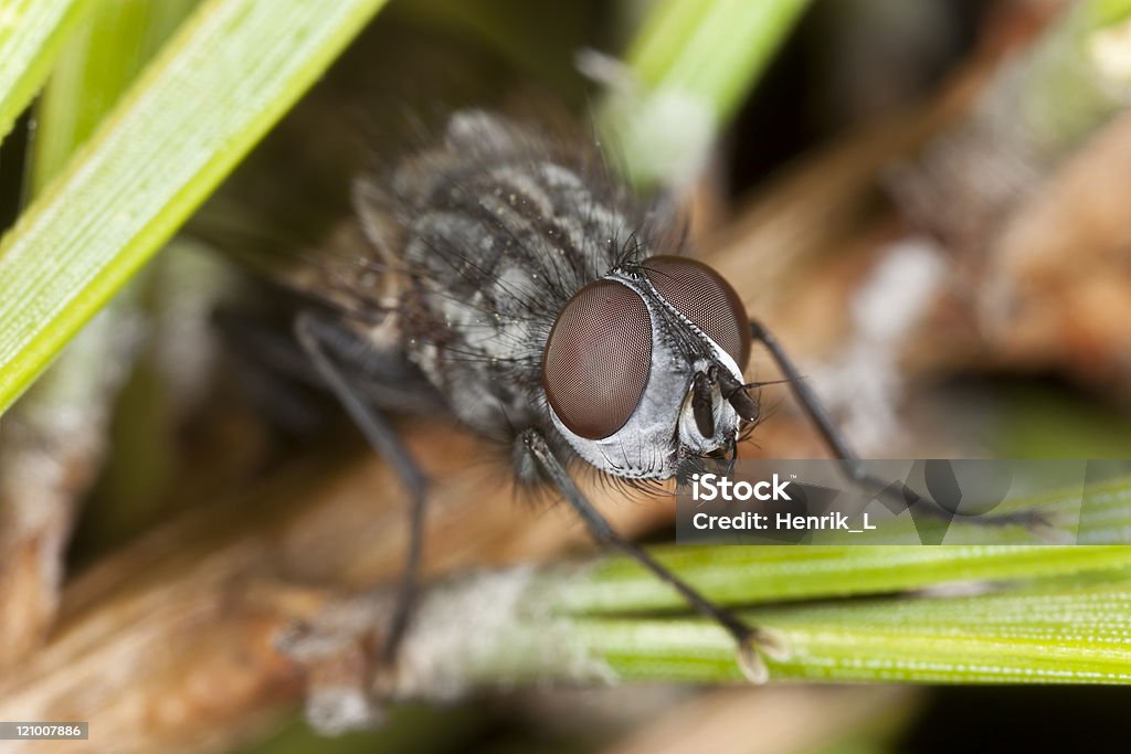 Fly sitting on fir branch, extreme close up  Animal Stock Photo