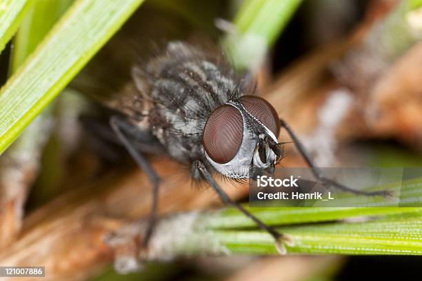 Fly Sitting On Fir Branch Extreme Close Up Stock Photo - Download Image Now - Animal, Animal Body Part, Animal Eye