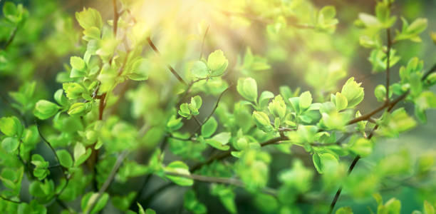 young spring leaves on branch in forest lit by sunrays - sky brightly lit branch bud imagens e fotografias de stock