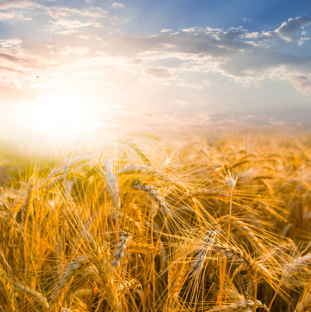 istock summer field at the sunset 1210079943