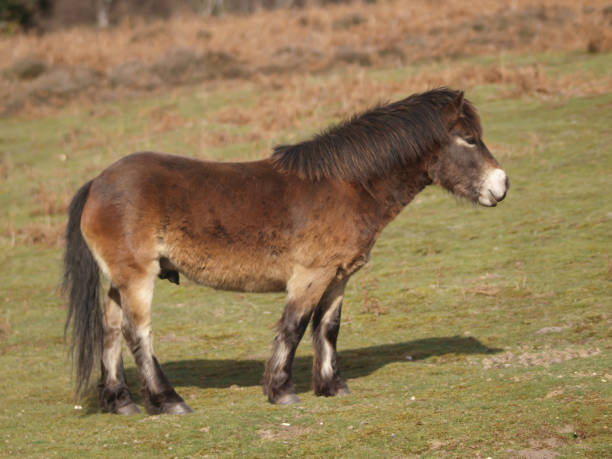 istock Rare Breed Exmoor Ponies 1210080001