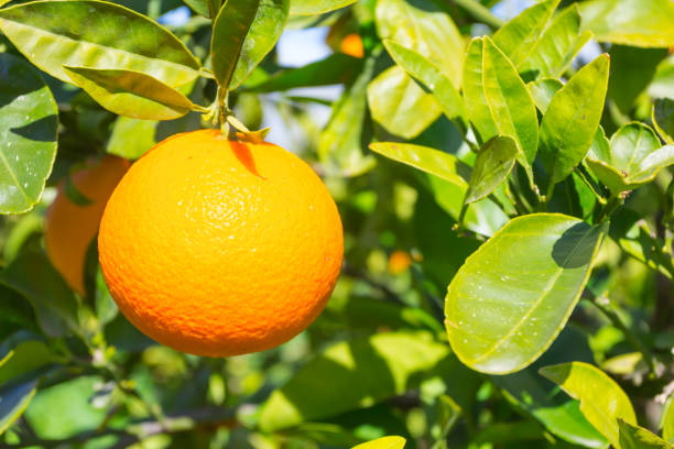 istock cloeup ripe orange fruit on a tree branch 1210080221